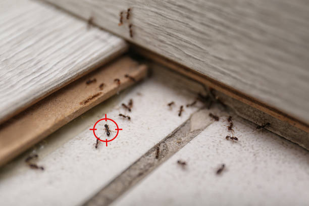 Best Ant Control  in Ionia, MI